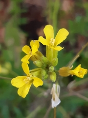 Sisymbrium orientale