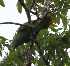 Blue-Cheeked Amazon photo 3