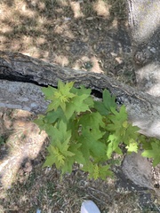 Acer grandidentatum