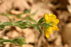 Genista hispanica