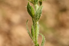 Genista hispanica