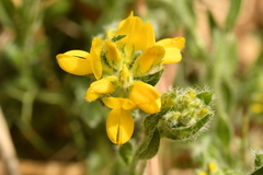 Genista hispanica