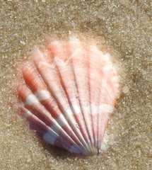 Bractechlamys vexillum