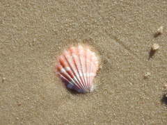 Bractechlamys vexillum