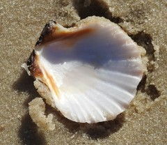 Bractechlamys vexillum