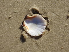 Bractechlamys vexillum