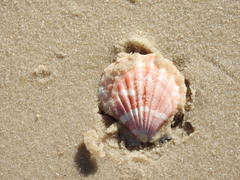 Bractechlamys vexillum