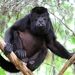 Mantled Howler Monkey - Photo (c) Cephas, some rights reserved (CC BY-SA)