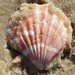 Distant Scallop - Photo (c) Michael J. Oldham, some rights reserved (CC BY-NC), uploaded by Michael J. Oldham