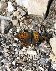 Lycaena phlaeas