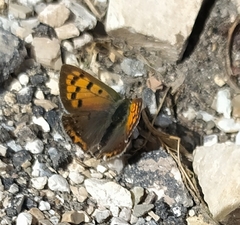 Lycaena phlaeas