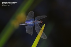Rhyothemis triangularis