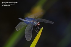 Rhyothemis triangularis