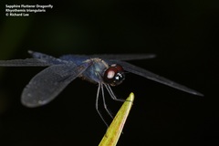 Rhyothemis triangularis