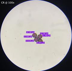 Physarum didermoides