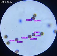 Physarum didermoides