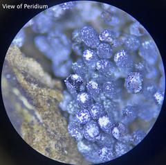 Physarum didermoides