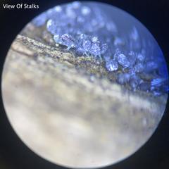 Physarum didermoides