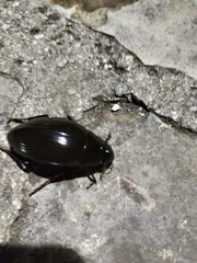 Hydrophilus