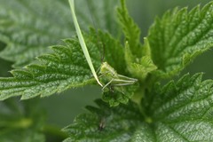 Tettigonia