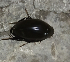 Hydrophilus