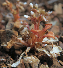 Claytonia rubra rubra