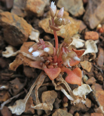 Claytonia rubra rubra
