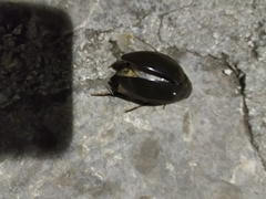 Hydrophilus