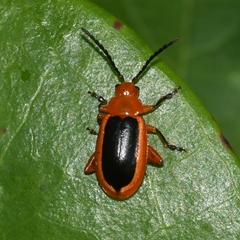 Disonycha discoidea