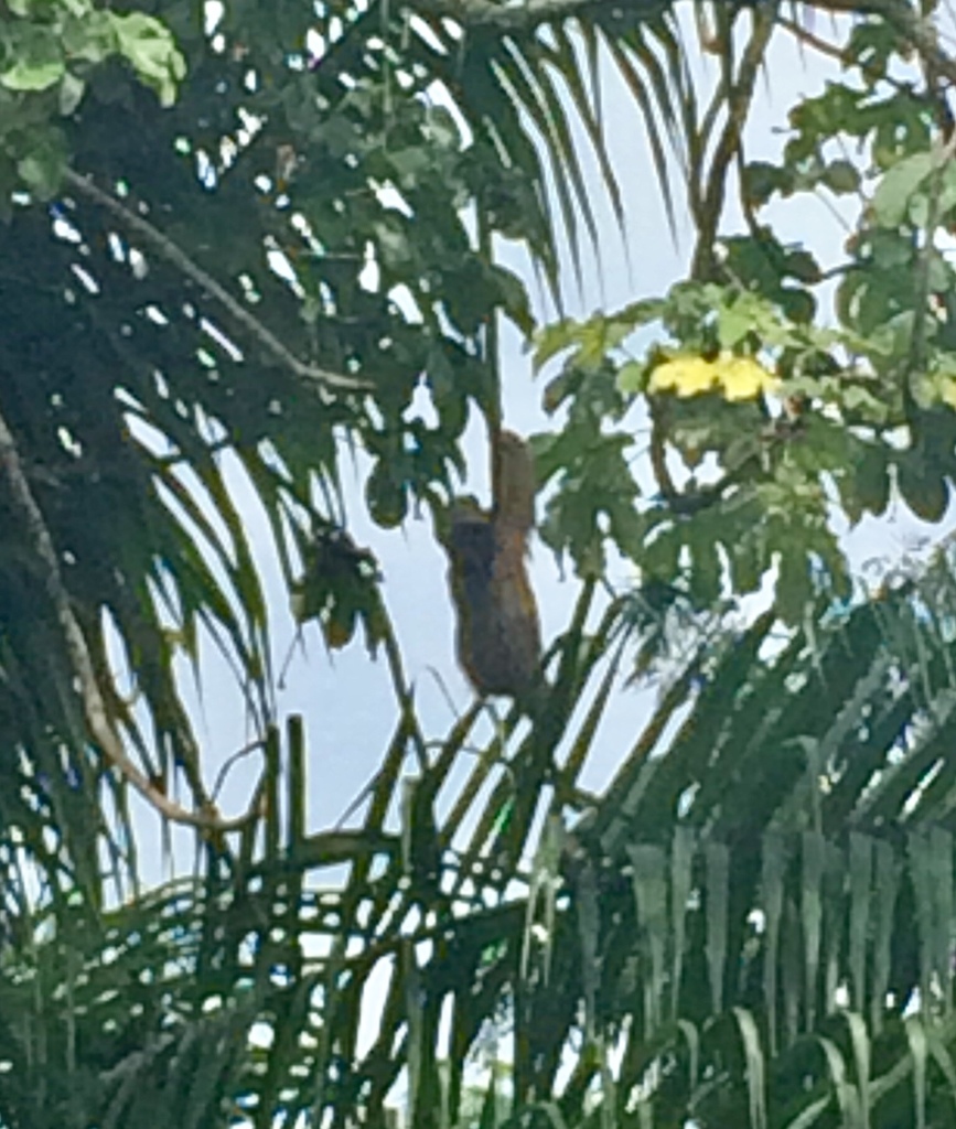 Northern Maned Sloth
