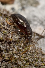 Nalassus dermestoides