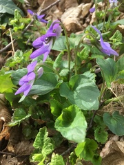 Viola × bavarica