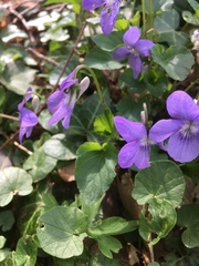 Viola × bavarica