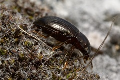 Nalassus dermestoides