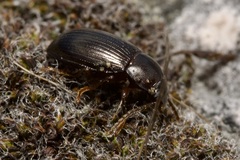 Nalassus dermestoides