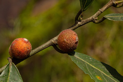 Ficus exasperata
