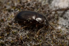 Nalassus dermestoides