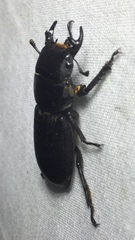 Dorcus parallelus