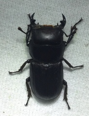 Dorcus parallelus