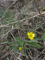 Ranunculus polyrhizos