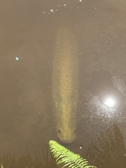 Arapaima