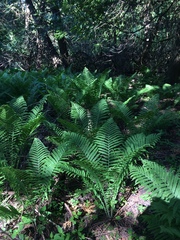 Matteuccia struthiopteris