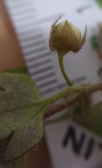 Veronica sibthorpioides