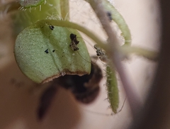 Veronica sibthorpioides