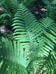 Matteuccia struthiopteris