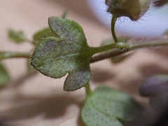 Veronica sibthorpioides