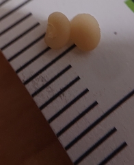 Veronica sibthorpioides