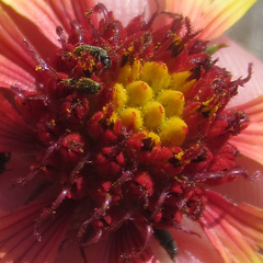 Gaillardia coahuilensis
