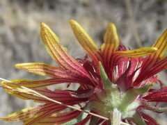 Gaillardia coahuilensis