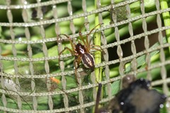 Pachygnatha listeri